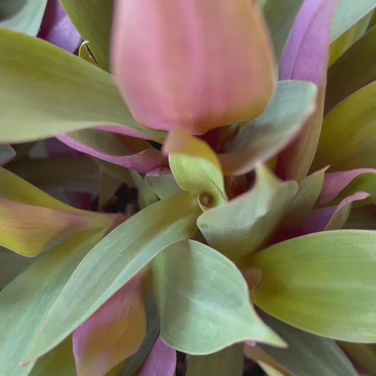 Video of Tradescantia Spathacea (Moses In The Cradle) plants for sale, highlighting their unique foliage and healthy growth.