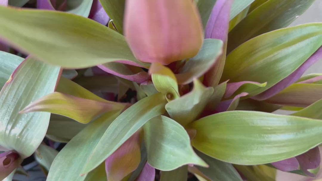 Video of Tradescantia Spathacea (Moses In The Cradle) plants for sale, highlighting their unique foliage and healthy growth.