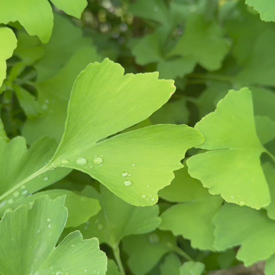 Video showing Ginkgo biloba stock, highlighting healthy trees with vibrant green leaves.