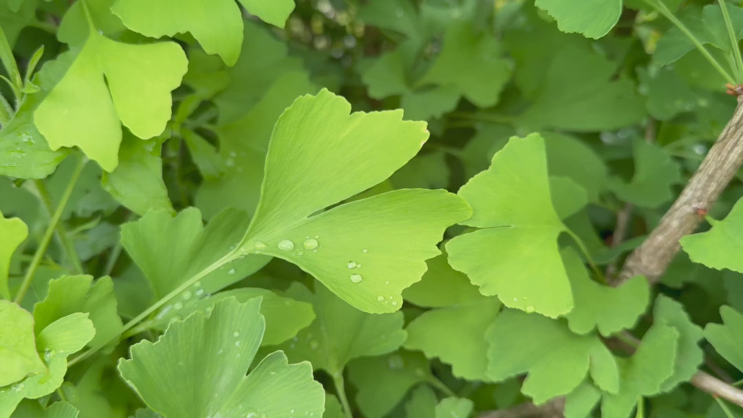 Video showing Ginkgo biloba stock, highlighting healthy trees with vibrant green leaves.