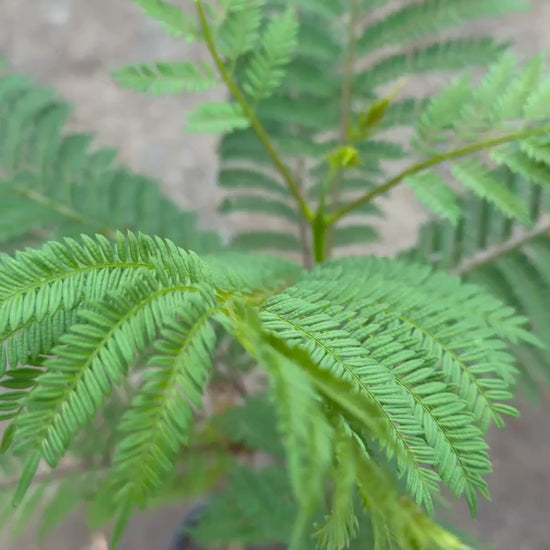 Video showcasing Jacaranda Mimosifolia (Jacaranda) tree for sale in a nursery setting