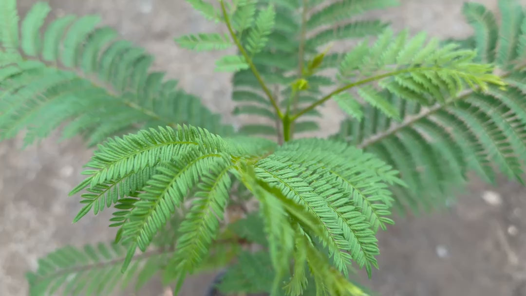 Video showcasing Jacaranda Mimosifolia (Jacaranda) tree for sale in a nursery setting