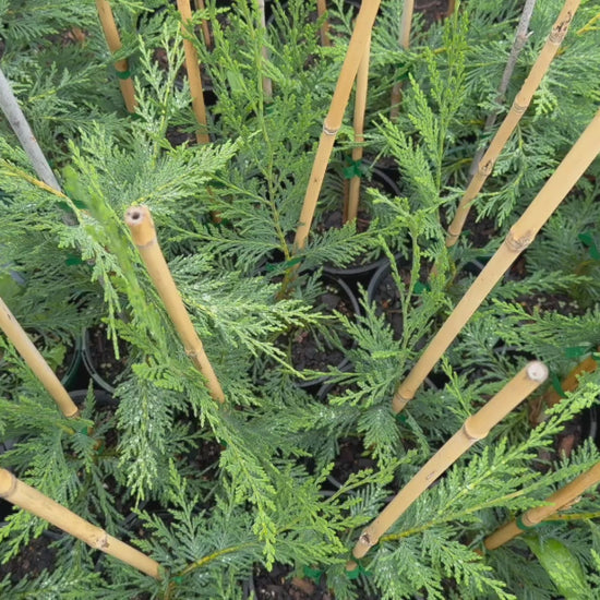 "Video showcasing stock of Cupressus × Leylandii (Leyland Cypress) plants with rich green foliage."