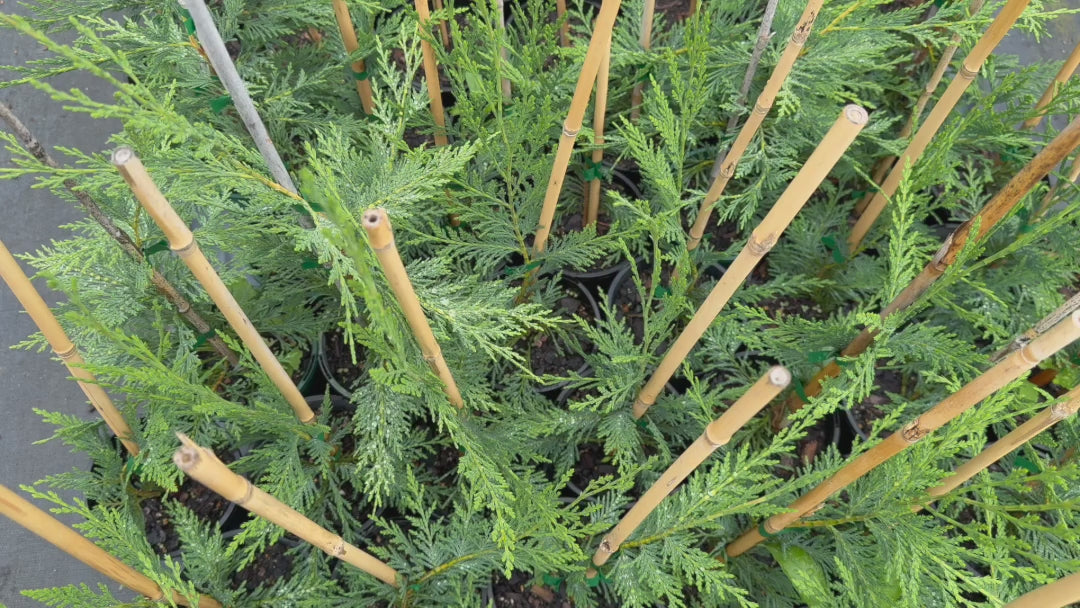 "Video showcasing stock of Cupressus × Leylandii (Leyland Cypress) plants with rich green foliage."