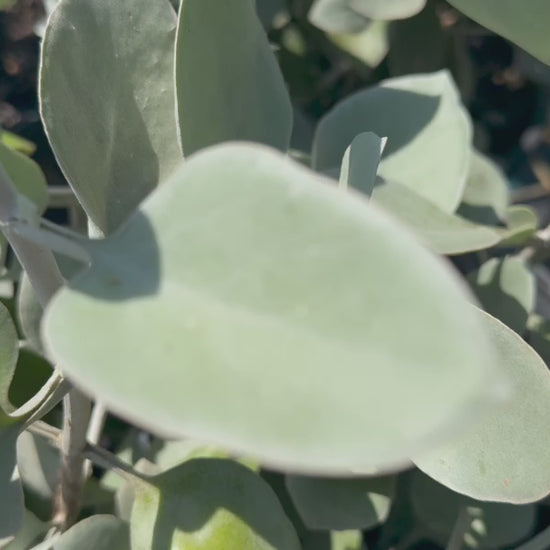 Video showcasing Kalanchoe hildebrandtii (Silver Spoon), highlighting its spoon-shaped leaves, vibrant flowers, and overall growth in a garden setting.
