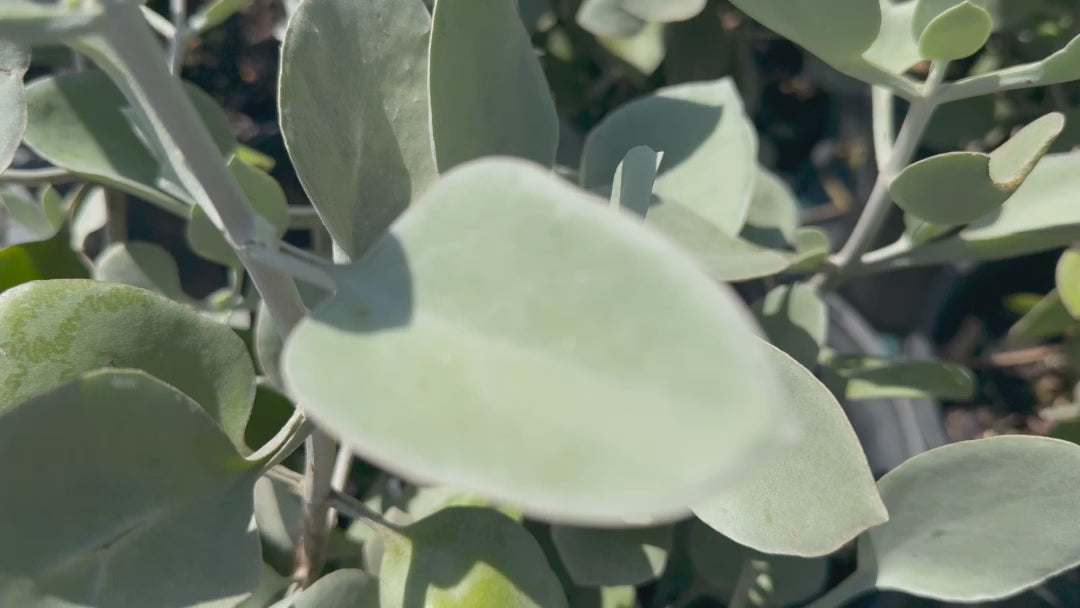 Video showcasing Kalanchoe hildebrandtii (Silver Spoon), highlighting its spoon-shaped leaves, vibrant flowers, and overall growth in a garden setting.
