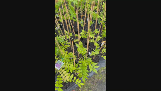 Beautiful double blooms of Wisteria Flore Plena in full bloom, enhancing a garden trellis.