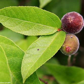 Ficus Coronata (Sandpaper Fig)