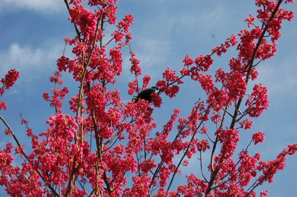 Cherry Floweri Campanulata-Red (Cherry Blossom Tree)