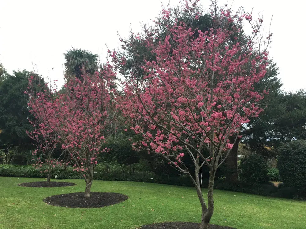 Cherry Floweri Campanulata-Red (Cherry Blossom Tree)