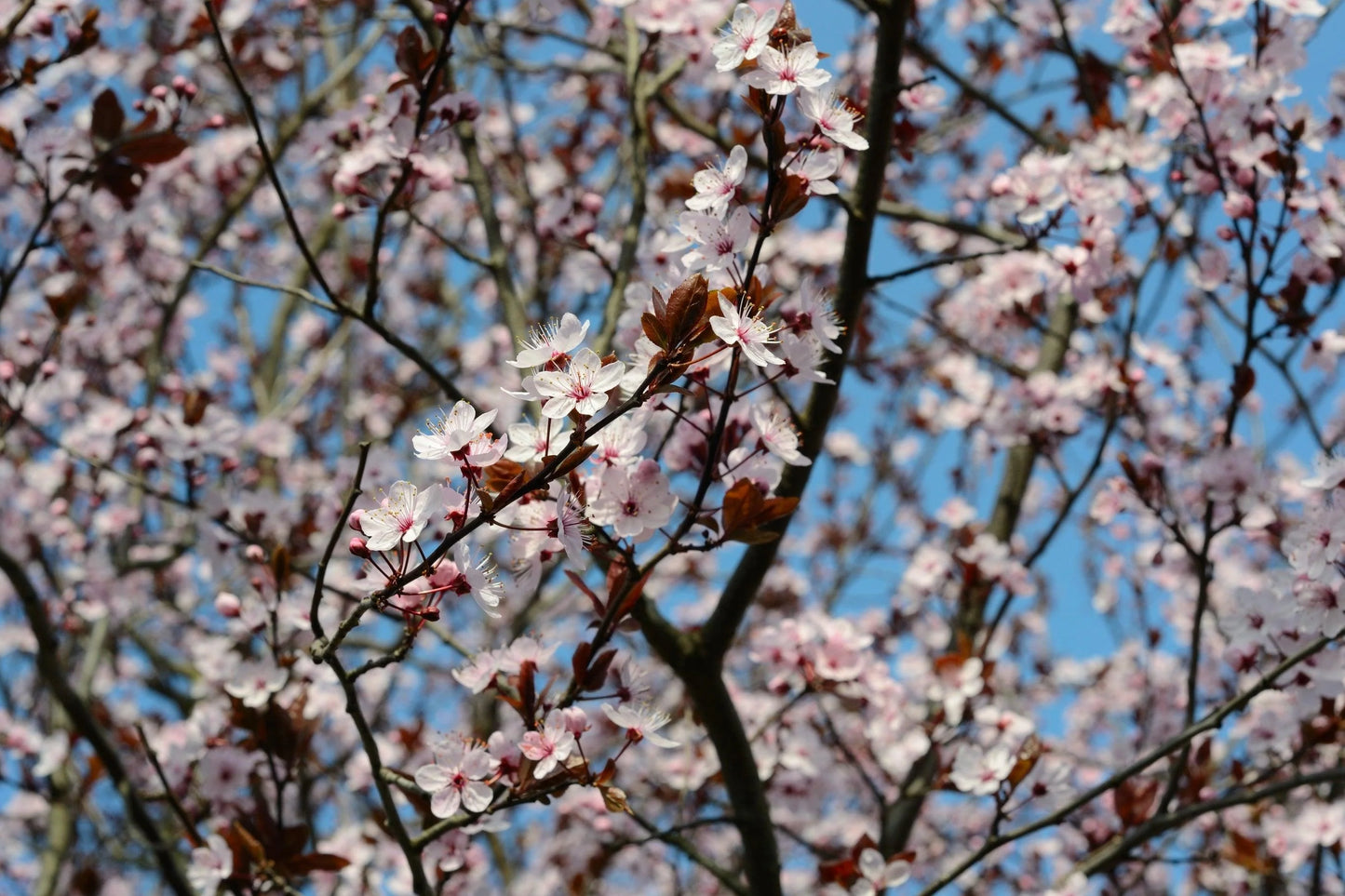 Prunus Crimson Spire (Crimson Spire Ornamental Cherry)