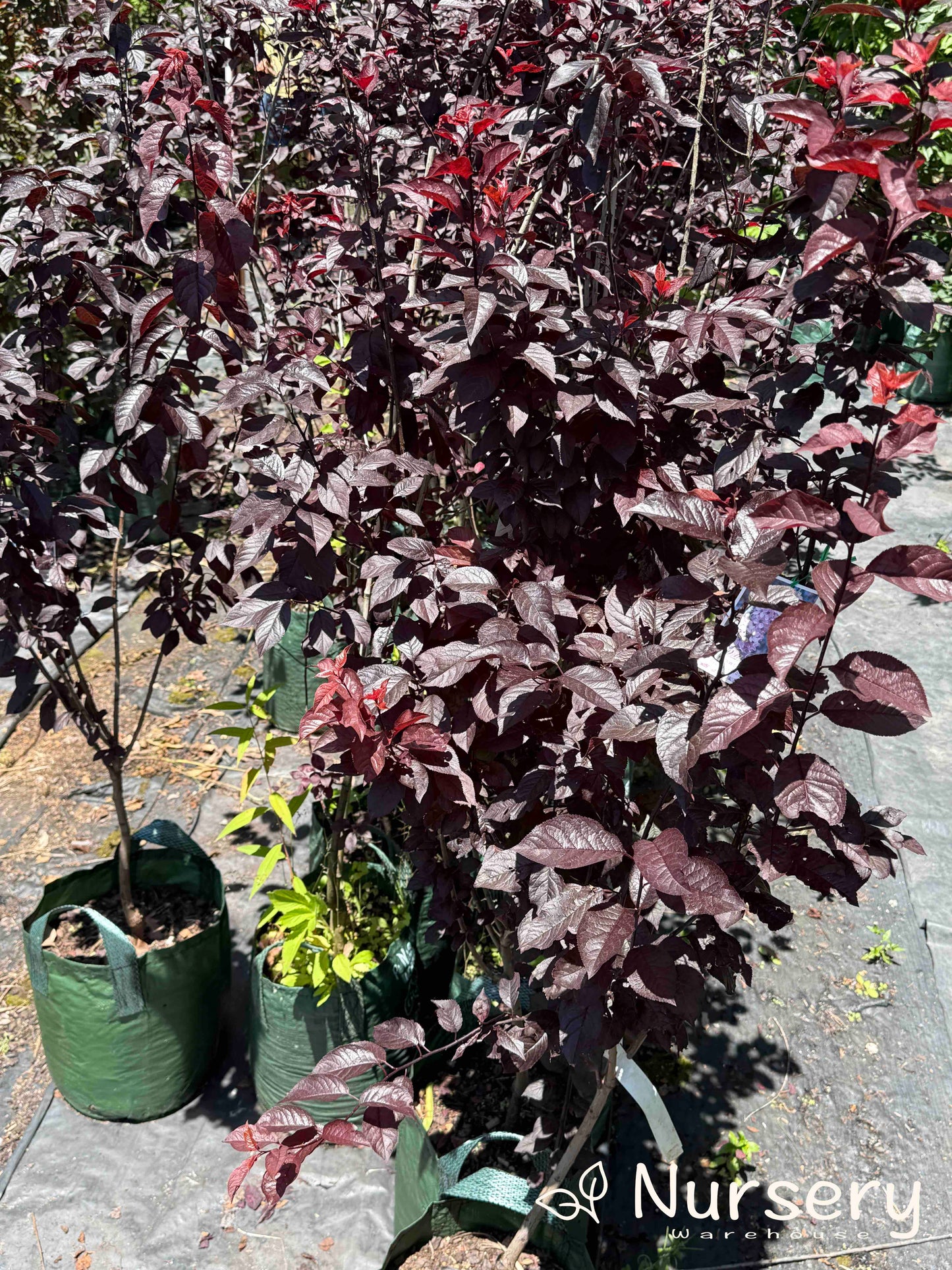 Photo of multiple Prunus Nigra (Black Plum) plants in pots at the nursery, showcasing their vibrant foliage and availability for purchase.