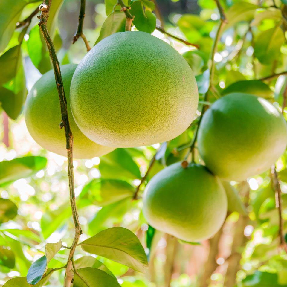 Citrus Maxima (Pummelo) GRAFTED