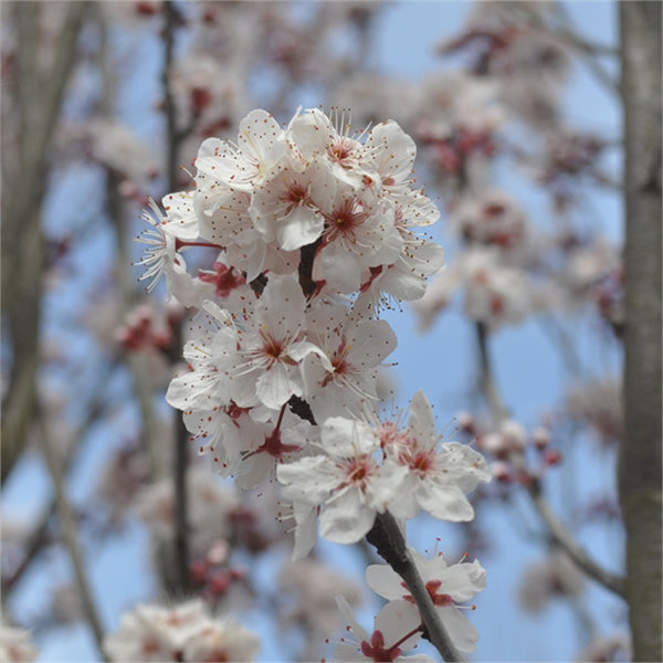 Prunus Crimson Spire (Crimson Spire Ornamental Cherry)