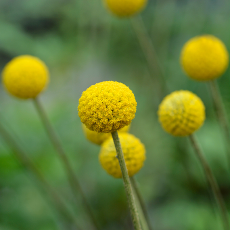 Pycnosorus Globosus (Billy Buttons)