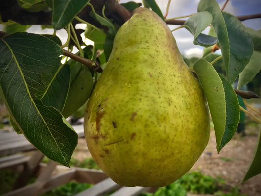 Pyrus Communis (Pear Williams)