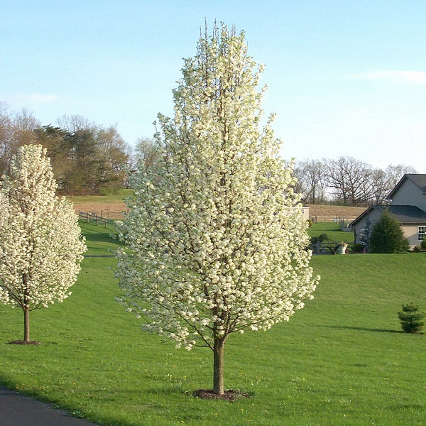 Pyrus Calleryana 'Cleveland Select' (Cleveland Select Pear)