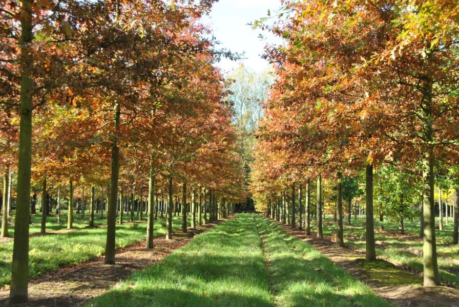 Quercus Palustris (Pin Oak)