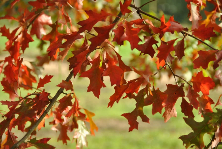 Quercus Palustris (Pin Oak)