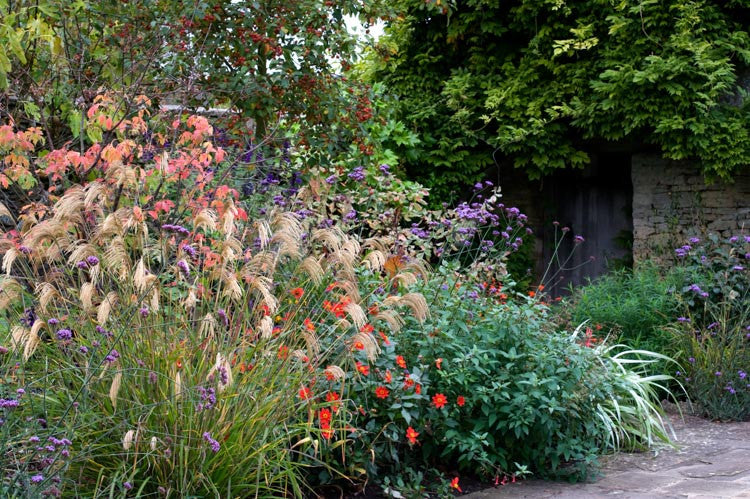 Miscanthus Nepalensis (Nepalese Silver Grass)