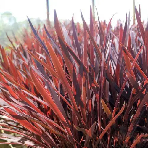 "Close-up of Cordyline Red Sennsation foliage showcasing its vibrant red colours."