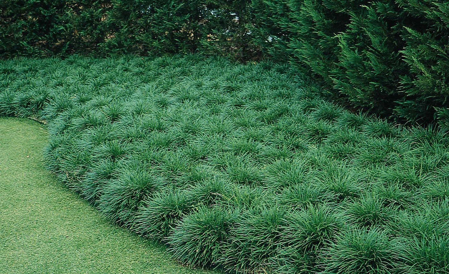 Ophiopogon Japonicus (Mondo Grass)