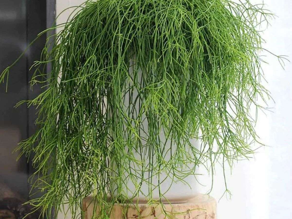 Rhipsalis (assorted varieties)