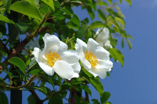 Rose Sinica Alba – Large Single White (Large Single White Climbing Rose)