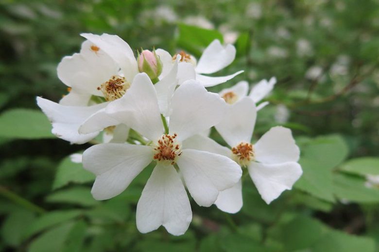 Rose Multiflora White Cottage (White Cottage Rose)