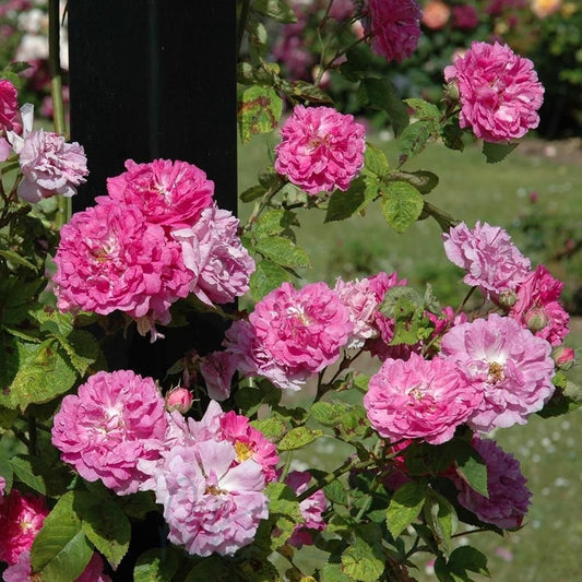 Rose Multiflora Pink Cottage Rose