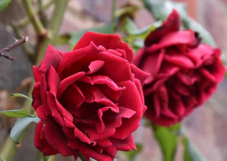 Rose Excelsa Crimson (Crimson Climbing Rose)