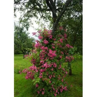 Rose Multiflora Pink Cottage Rose