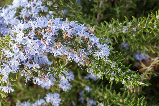 Rosmarinus Officinalis ‘Prostratus’ (Prostrate Rosemary)