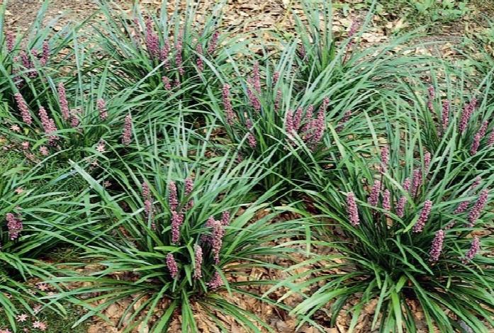 Liriope Muscari 'Royal Purple' (Royal Purple Liriope)