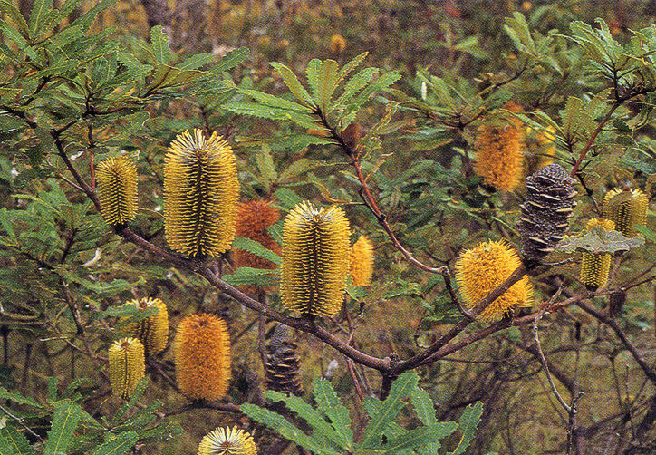 Banksia oblongifolia (Fern-Leaved Banksia)