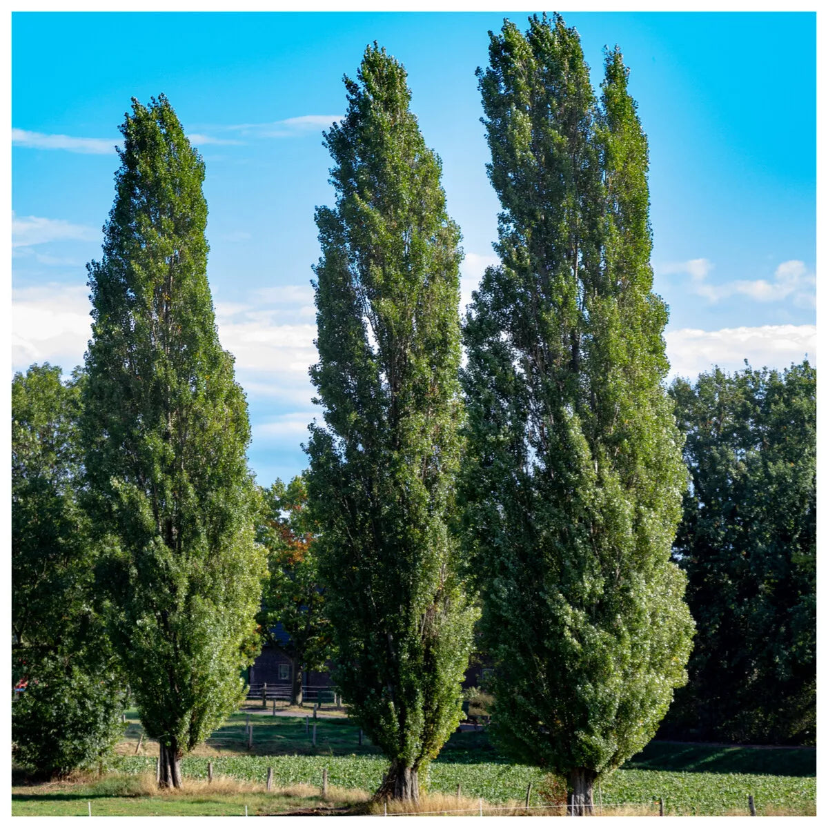 Populus Nigra 'Italica' (Lombardy Poplar)