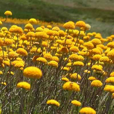 Pycnosorus Globosus (Billy Buttons)