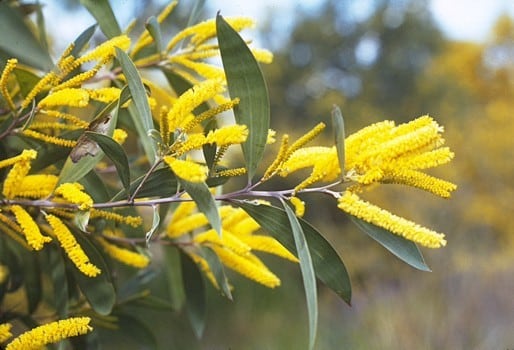 Acacia binervia (Coast Myall)