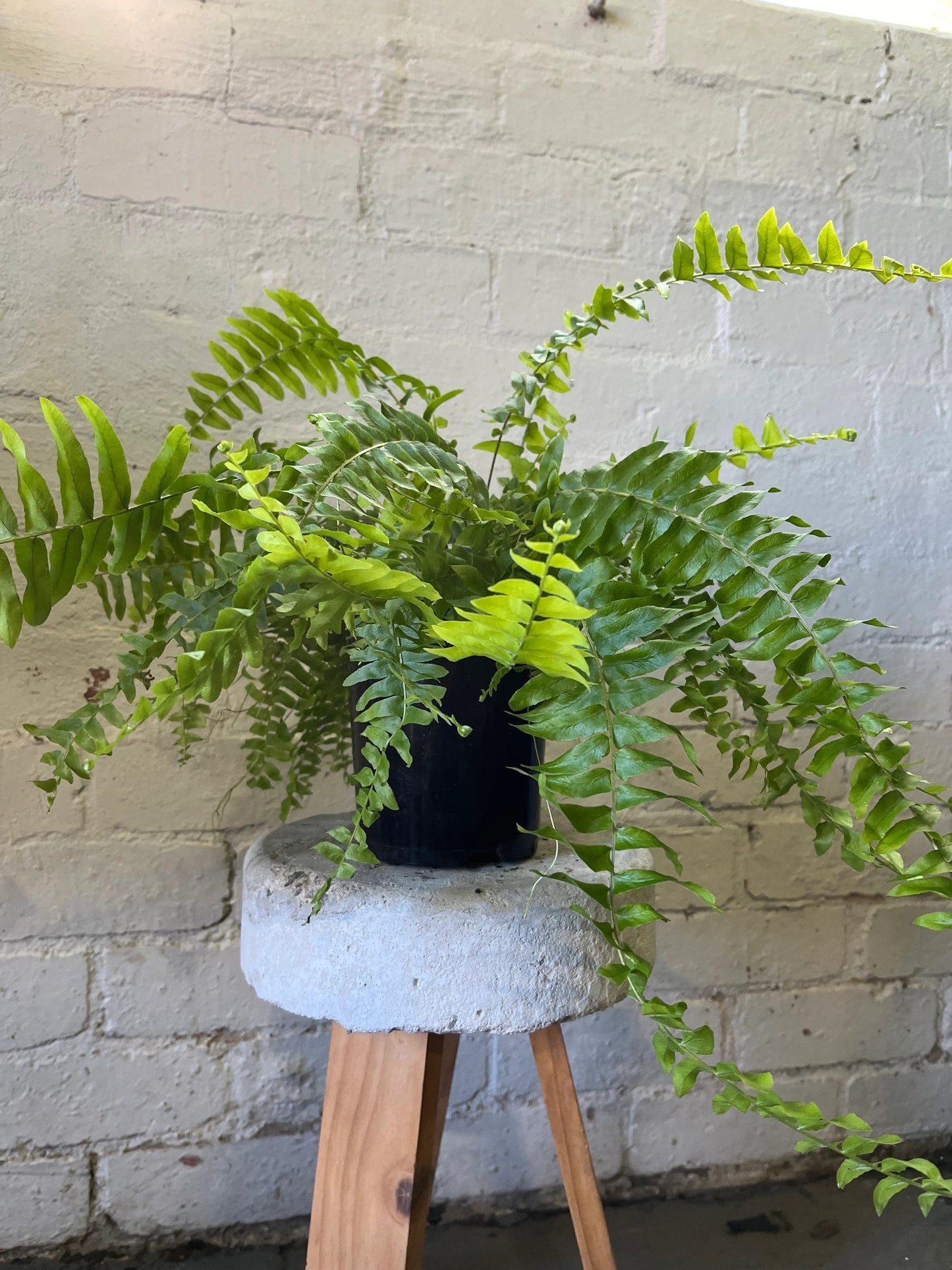 Nephrolepis Exaltata (Boston Fern)