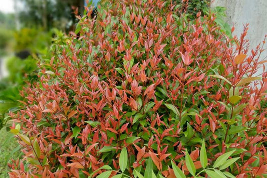 Nandina Gulf Stream (Gulf Stream Heavenly Bamboo)