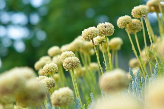 Santolina Chamaecyparissus (Cotton Lavender)