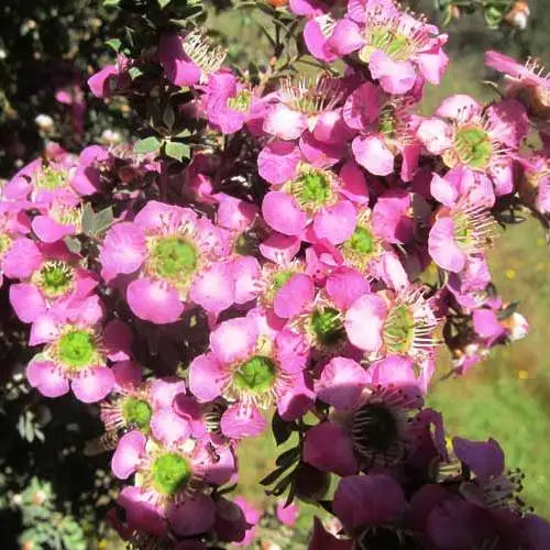 Leptospermum Seclusion PBR (Seclusion Tea Tree)