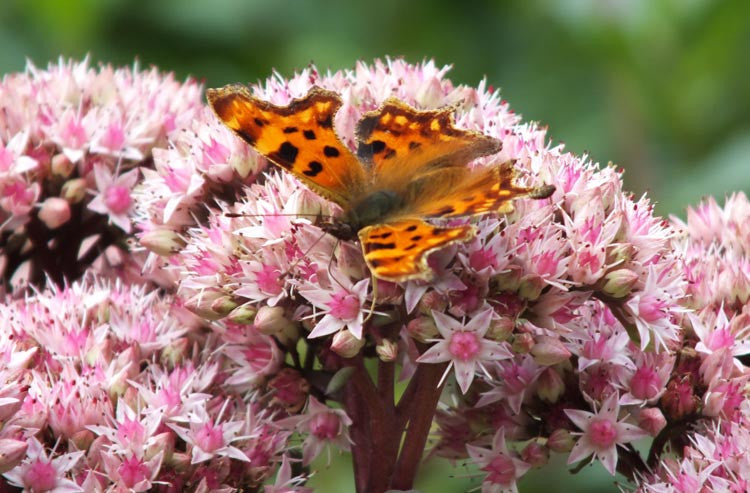 Sedum Matrona (Stonecrop Matrona)