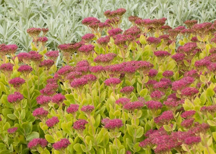 Sedum Neon (Neon Stonecrop)