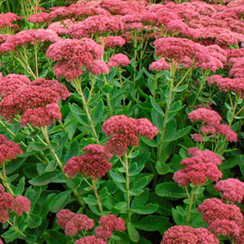 Sedum Autumn Joy (Autumn Stonecrop)