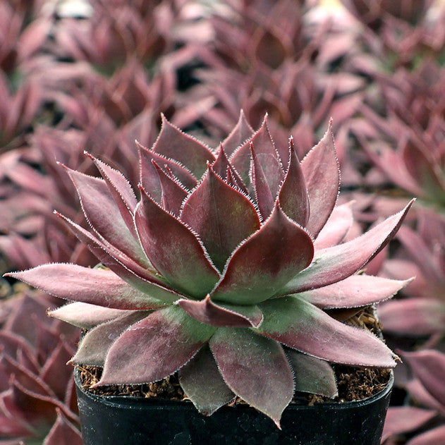 Sempervivum 'Onyx' (Onyx Hens and Chicks)