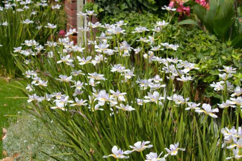 Dietes Grandiflora (Wild Iris)