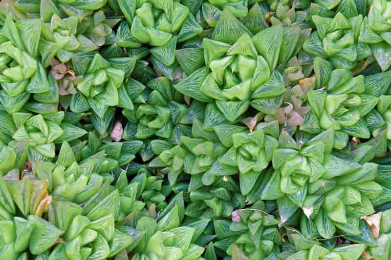 Haworthia Cymbiformis (Cathedral Window Haworthia)