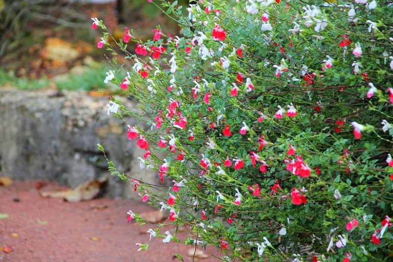 Salvia Microphylla 'Hot Lips' (Salvia Hot Lips)