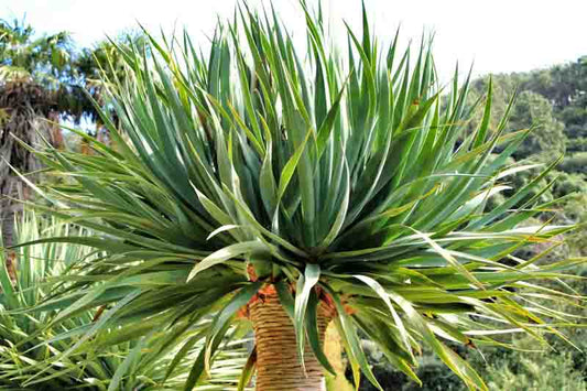 Dracaena Draco (Dragon Tree)